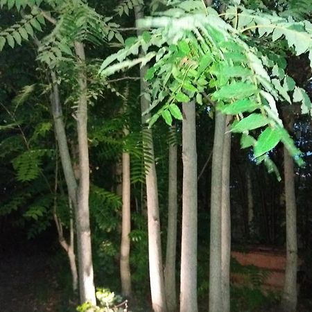 Apartment Albert Parking Prive Gratuit Limoux Esterno foto
